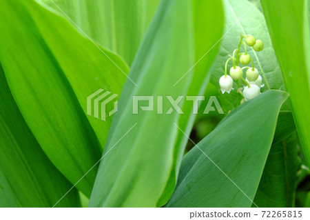 Drops of dew on the leaves of a lily of the valley flower. Drops of dew on the leaves of a lily of the valley flower. 72265815