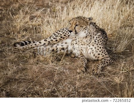 Adult cheetah lies down in dry grass 72265852