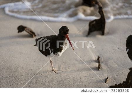Oystercatcher Stands On One Leg On Beach in Galapagos Oystercatcher Stands On One Leg On Beach in Galapagos 72265898
