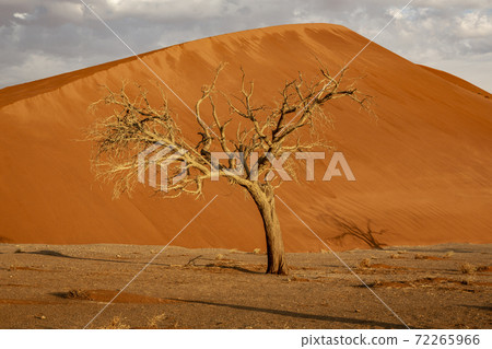Dormant tree sits under a giant sand dune in the Winter Dormant tree sits under a giant sand dune in the Winter 72265966