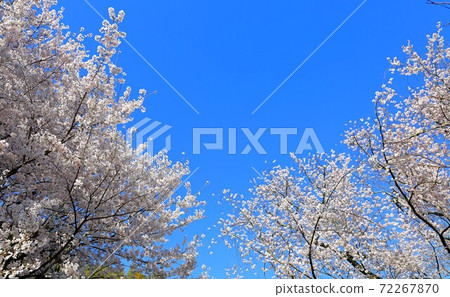 Beautiful cherry blossoms and blue sky Beautiful cherry blossoms and blue sky 72267870