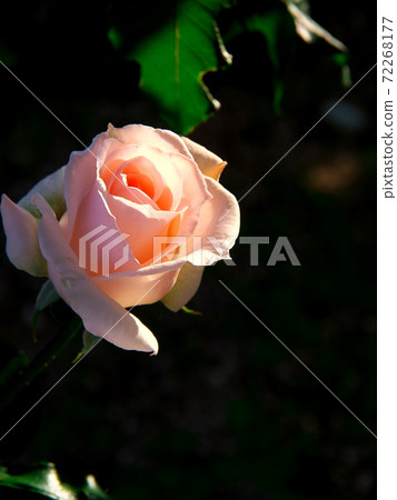 A lovely autumn rose that shines in the green A lovely autumn rose that shines in the green 72268177