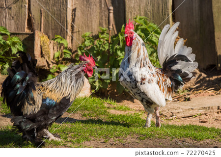 Two rooster goes to the hen house in the village Two rooster goes to the hen house in the village 72270425