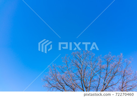 The top of oak tree on a clear winter day against the blue sky background 72270460