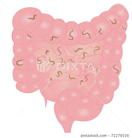 helminths in intestine helminths in intestine 72270538