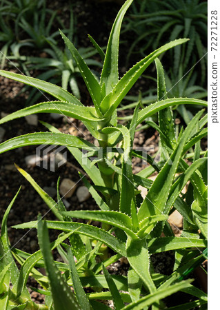 Aloe sp Plant Aloe sp Plant 72271228
