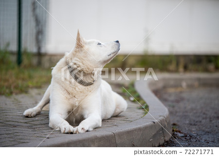 Old white swiss shepherd dog looking up outside 72271771