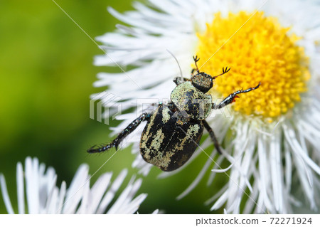 Croix chinensis and halzion flowers 72271924