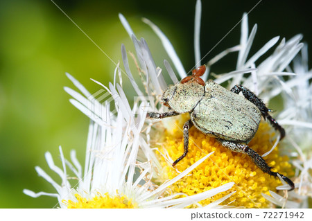 克羅地亞肉桂和halzion花 72271942