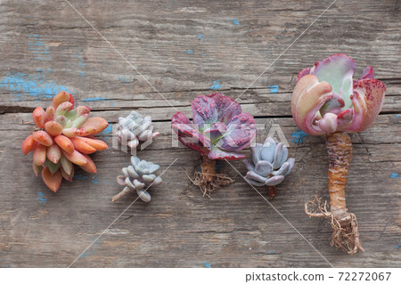 Succulent echeveria plants on vintage wooden background 72272067