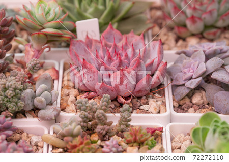 Succulent plants. Echeveria, Graptopetalum and sedum on succulents background Succulent plants. Echeveria, Graptopetalum and sedum on succulents background 72272110