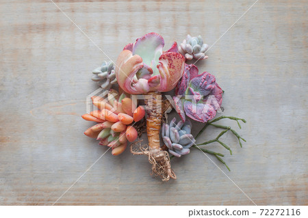 Wooden background with colorful pastel color succulent echeveria houseplants 72272116