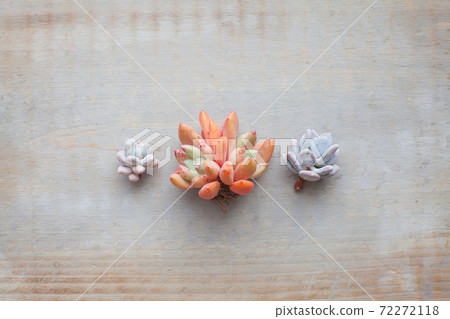 Beautiful colorful succulent echeveria flowers on gray vintage wooden background Beautiful colorful succulent echeveria flowers on gray vintage wooden background 72272118