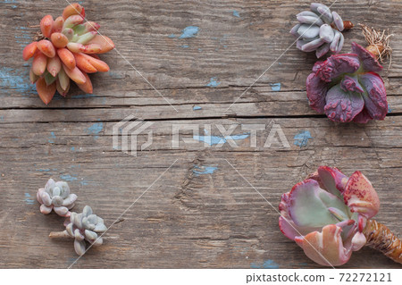 Beautiful background border with succulent echeveria plants on gray retro wooden background 72272121