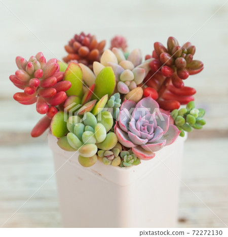 Colorful rare succulent houseplants flowers in white pot Colorful rare succulent houseplants flowers in white pot 72272130