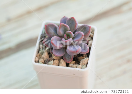 Echeveria Cupid succulent houseplant in white pot Echeveria Cupid succulent houseplant in white pot 72272131