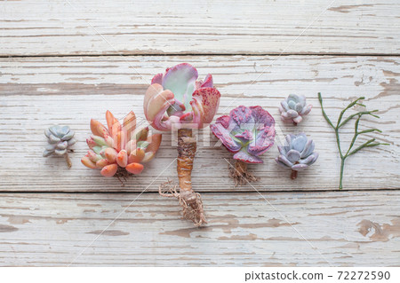 Beautiful succulent echeveria flowers on white vintage wooden background Beautiful succulent echeveria flowers on white vintage wooden background 72272590