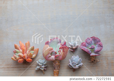 Colorful succulent echeveria border on gray retro wooden background Colorful succulent echeveria border on gray retro wooden background 72272591