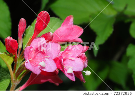 Rosewood flower Rosewood flower 72272936