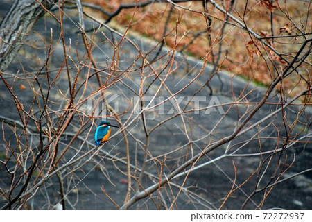 Kingfisher Kingfisher 72272937