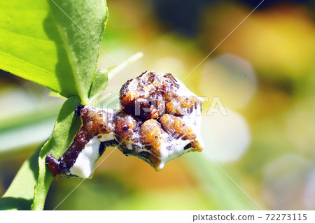 Larva of Arichanna melanaria Larva of Arichanna melanaria 72273115