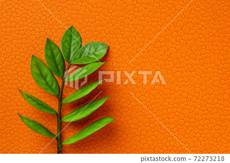 Zuzu plant or Zamioculcas zamiifolia fresh stem with green leaves on an orange textured backgrond. Zuzu plant or Zamioculcas zamiifolia fresh stem with green leaves on an orange textured backgrond. 72273218