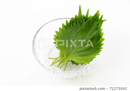 Macrophyll Macrophyll 72273842