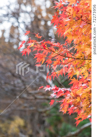 [Hida Takayama, Utsue Forty-eight Waterfall, Weather and Rain Autumn Leaves] 72273956