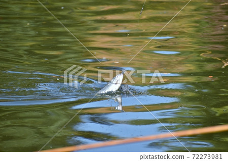 Herahuna fishing Herahuna fishing 72273981