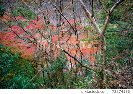 奧多摩風雲的秋葉風光 72274186