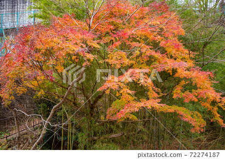 Autumn leaves scenery of Okutama Kazumakyo 72274187