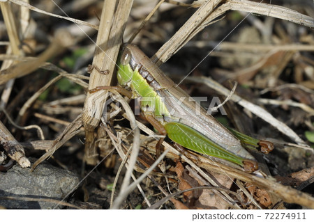 Oxya yezoensis green type Oxya yezoensis green type 72274911