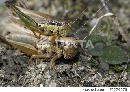 Oxya yezoensis piggyback ride 72274976