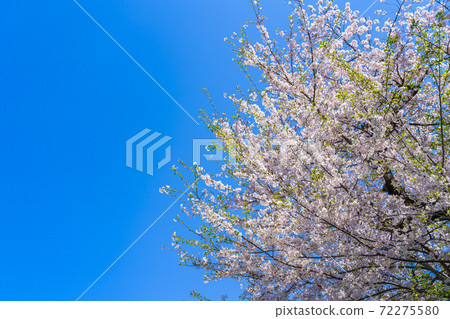 Fresh blue sky and cherry blossoms in full bloom Fresh blue sky and cherry blossoms in full bloom 72275580