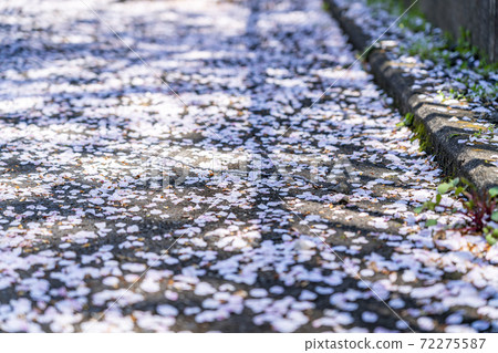 Fleeting cherry blossom petals Fleeting cherry blossom petals 72275587