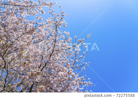 Fresh blue sky and cherry blossoms in full bloom Fresh blue sky and cherry blossoms in full bloom 72275588