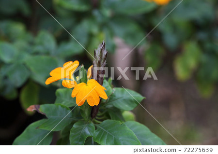 花果的花蕾和花 72275639