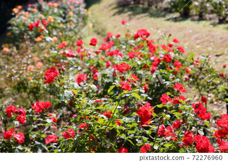 Rose flower Salaband Rose flower Salaband 72276960