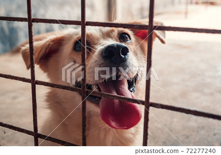 Portrait of mixed breed dog in shelter waiting to be rescued and adopted to new home. Shelter for animals concept 72277240