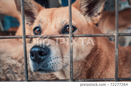 Portrait of sad dog in shelter behind fence waiting to be rescued and adopted to new home. Shelter for animals concept 72277264