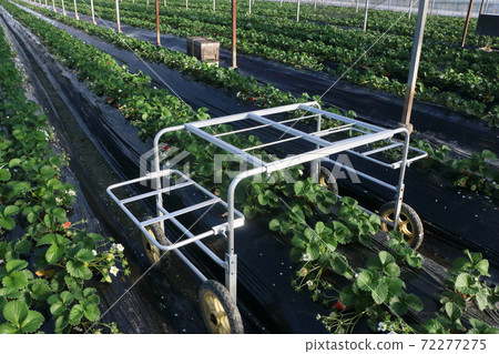 Strawberry farmer Yumenoka harvest car Strawberry farmer Yumenoka harvest car 72277275