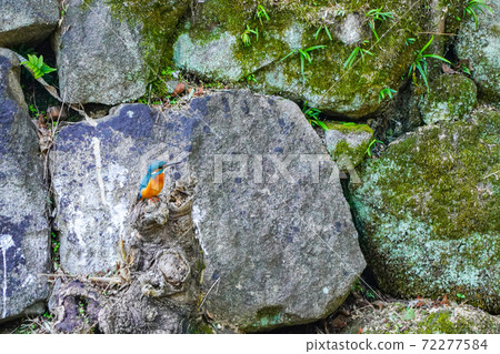 Kingfisher Kingfisher 72277584