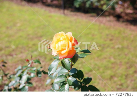 Rose flower Subneil du Anne Frank 72277633