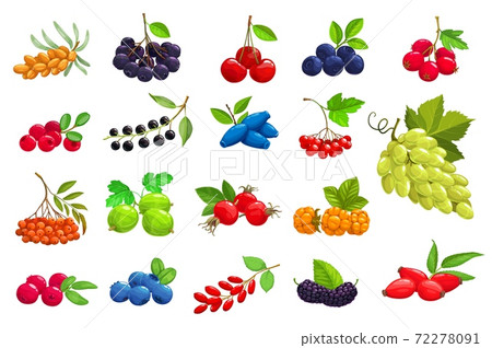 Cartoon ripe berries vector isolated icons set Cartoon ripe berries vector isolated icons set 72278091