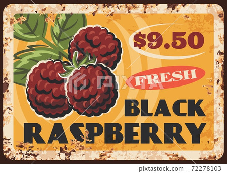 Black raspberry rusty plate, vector vintage card 72278103
