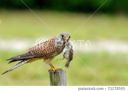 A child-rearing kestrel that catches sparrows and waits for their partner to return A child-rearing kestrel that catches sparrows and waits for their partner to return 72278505