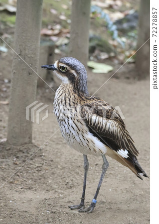 Campbell Town Wild Bird Forest Australia Ishichidori 72278857