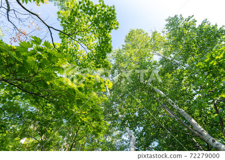 In the forest where the fresh green is beautiful in early summer 72279000
