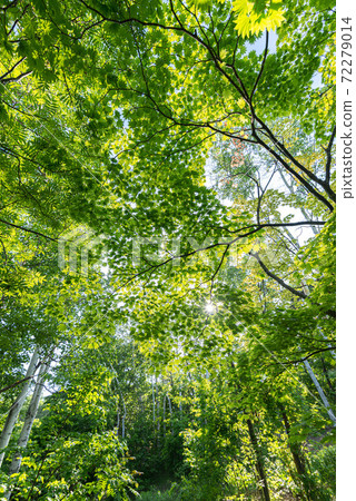 在初夏美麗的綠色森林中 72279014