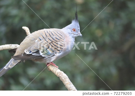 Campbell Town Wild Bird Forest Crested Pigeon Campbell Town Wild Bird Forest Crested Pigeon 72279203